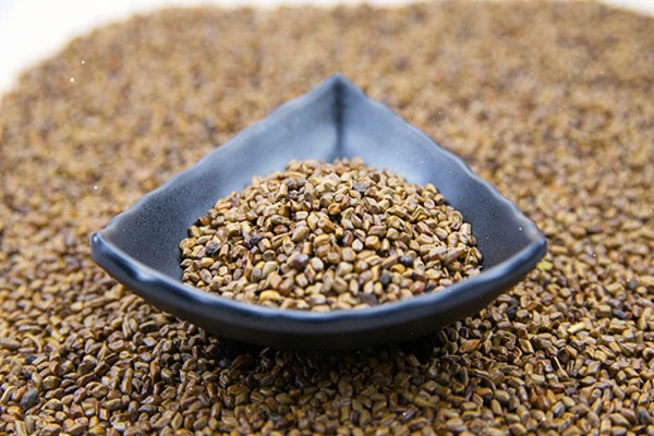 決明子泡水可以天天喝嗎 決明子泡水長期喝好嗎 決明子泡水可以天天喝嗎 決明子泡水長期喝好嗎