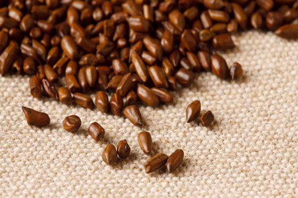 決明子會(huì)過(guò)期嗎 決明子過(guò)期了能干嘛