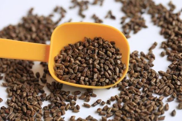 決明子適合什么人喝 決明子的禁忌人群 決明子適合什么人喝 決明子的禁忌人群