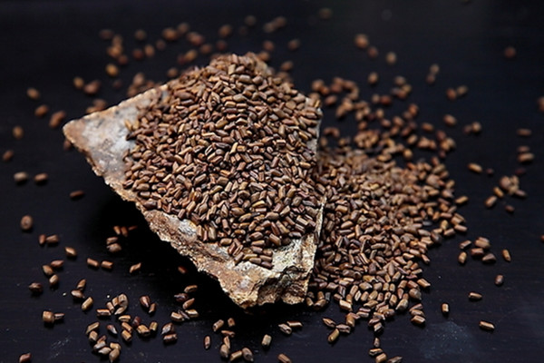 決明子怎么挑選 決明子的儲(chǔ)存方法