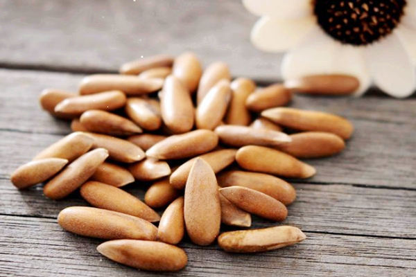 松子是什么季節(jié)收獲的 松子是哪里的特產(chǎn) 松子是什么季節(jié)收獲的 松子是哪里的特產(chǎn)