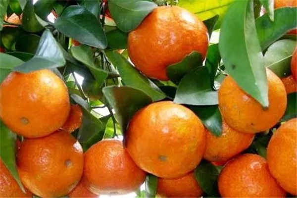 沙糖桔能存放多長時間 沙糖桔怎么保存不容易壞 沙糖桔能存放多長時間 沙糖桔怎么保存不容易壞