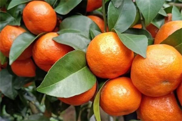 沙糖桔會不會越放越甜 沙糖桔會打甜蜜素嗎 沙糖桔會不會越放越甜 沙糖桔會打甜蜜素嗎