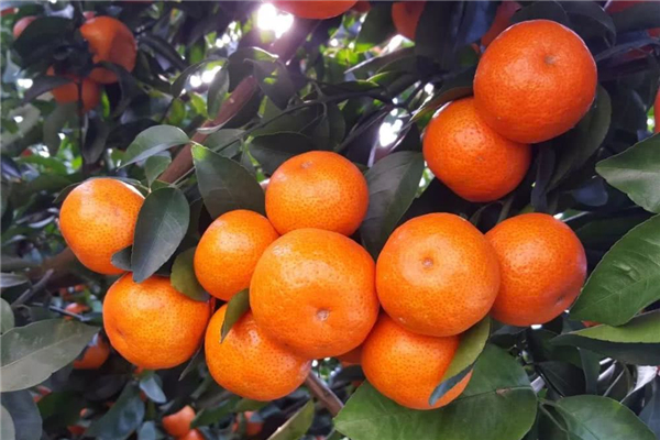 沙糖桔吃多了皮膚會變黃嗎 沙糖桔吃多了有哪些危害 沙糖桔吃多了皮膚會變黃嗎 沙糖桔吃多了有哪些危害