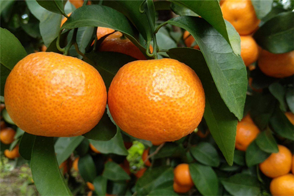 沙糖桔吃多了皮膚會變黃嗎 沙糖桔吃多了有哪些危害 沙糖桔吃多了皮膚會變黃嗎 沙糖桔吃多了有哪些危害