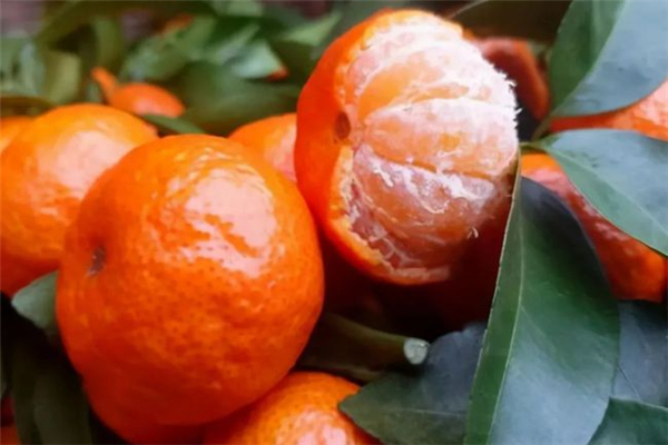 沙糖桔可以治咳嗽嗎 沙糖桔可以煮著吃嗎 沙糖桔可以治咳嗽嗎 沙糖桔可以煮著吃嗎