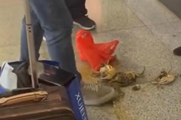 螃蟹可以帶上高鐵嗎 螃蟹為什么不能帶上高鐵