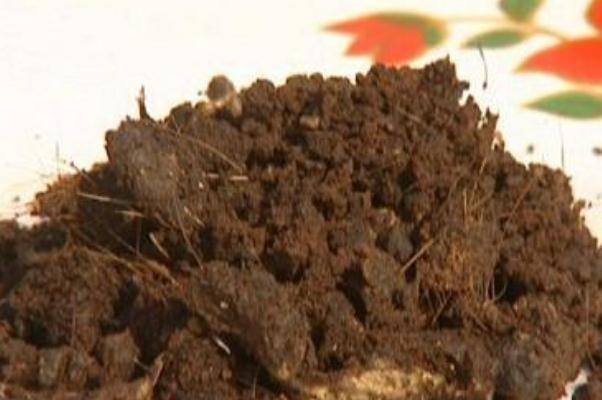 麝香是不是會(huì)導(dǎo)致不孕 麝香為什么會(huì)導(dǎo)致不孕 麝香是不是會(huì)導(dǎo)致不孕 麝香為什么會(huì)導(dǎo)致不孕