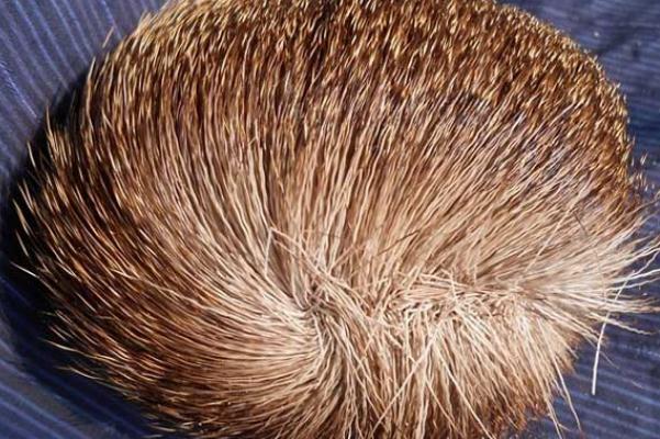 麝香孕婦可以聞嗎 麝香孕婦聞了會流產(chǎn)嗎 麝香孕婦可以聞嗎 麝香孕婦聞了會流產(chǎn)嗎