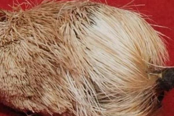 麝香孕婦可以聞嗎 麝香孕婦聞了會流產(chǎn)嗎 麝香孕婦可以聞嗎 麝香孕婦聞了會流產(chǎn)嗎