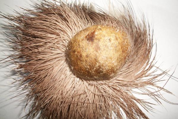 麝香是什么動物身上的 麝香是什么味道 麝香是什么動物身上的 麝香是什么味道