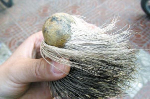 麝香是什么動物身上的 麝香是什么味道 麝香是什么動物身上的 麝香是什么味道