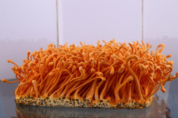 蟲草花是涼性的還是熱性的 蟲草花是什么東西長出來的 蟲草花是涼性的還是熱性的 蟲草花是什么東西長出來的