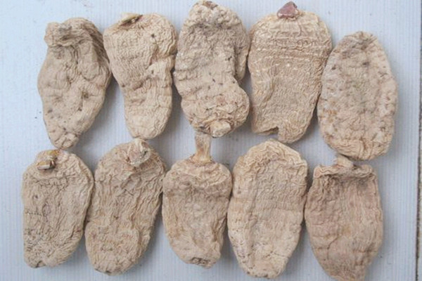 天麻會不會上火 天麻會過期嗎 天麻會不會上火 天麻會過期嗎