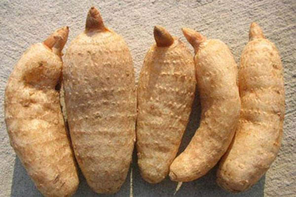 天麻可以治療失眠嗎 天麻可以治療痛風(fēng)嗎 天麻可以治療失眠嗎 天麻可以治療痛風(fēng)嗎