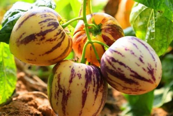 人參果要削皮吃嗎 人參果要放冰箱保存嗎 人參果要削皮吃嗎 人參果要放冰箱保存嗎