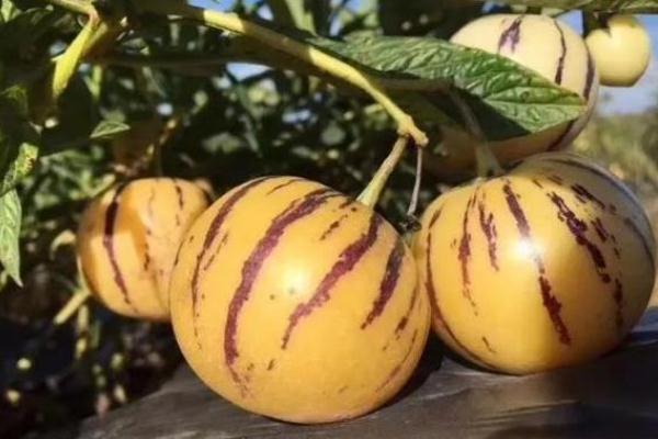 人參果要削皮吃嗎 人參果要放冰箱保存嗎 人參果要削皮吃嗎 人參果要放冰箱保存嗎