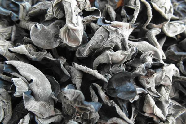 黑木耳煮熟隔夜能吃嗎 黑木耳怎么做才好吃 黑木耳煮熟隔夜能吃嗎 黑木耳怎么做才好吃