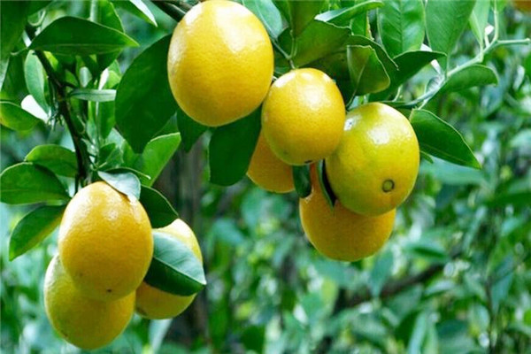 皇帝柑和什么不能一起吃 皇帝柑哪些人不能吃 皇帝柑和什么不能一起吃 皇帝柑哪些人不能吃