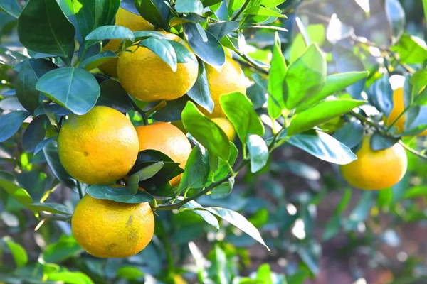 皇帝柑和什么不能一起吃 皇帝柑哪些人不能吃 皇帝柑和什么不能一起吃 皇帝柑哪些人不能吃