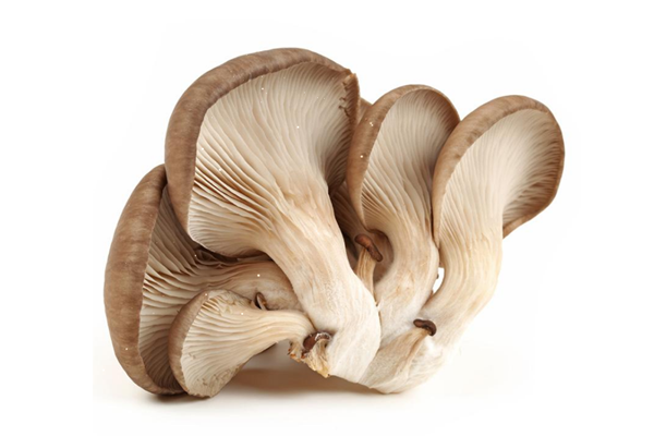 平菇一年四季都能種植嗎 平菇是涼性食物嗎 平菇一年四季都能種植嗎 平菇是涼性食物嗎