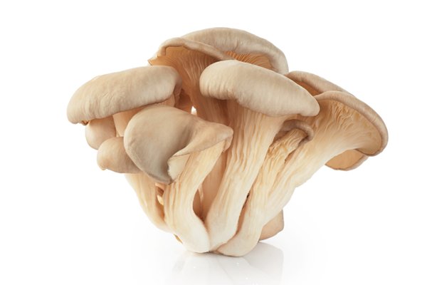 平菇一年四季都能種植嗎 平菇是涼性食物嗎 平菇一年四季都能種植嗎 平菇是涼性食物嗎