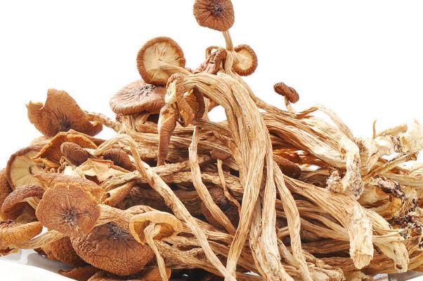 茶樹菇的產(chǎn)地是哪里 吃茶樹菇會長胖嗎 茶樹菇的產(chǎn)地是哪里 吃茶樹菇會長胖嗎