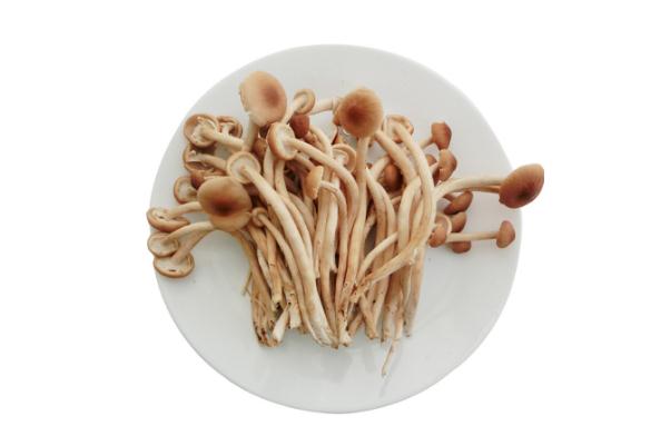 茶樹菇泡多長(zhǎng)時(shí)間最好 尿酸高能吃茶樹菇嗎