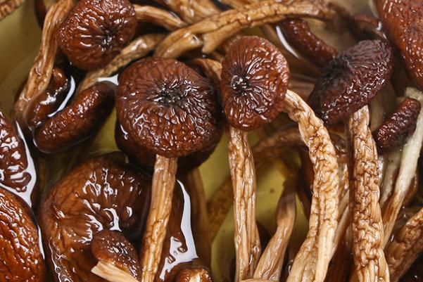 茶樹菇是榛蘑嗎 茶樹菇與香菇哪個好 茶樹菇是榛蘑嗎 茶樹菇與香菇哪個好