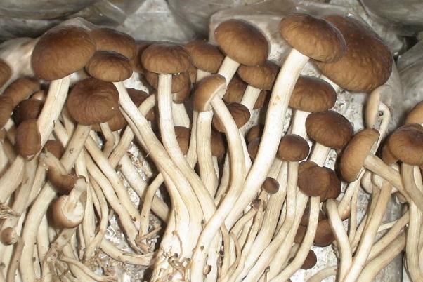 茶樹菇的產(chǎn)地是哪里 吃茶樹菇會長胖嗎 茶樹菇的產(chǎn)地是哪里 吃茶樹菇會長胖嗎