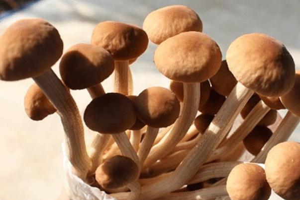 茶樹菇泡多長(zhǎng)時(shí)間最好 尿酸高能吃茶樹菇嗎