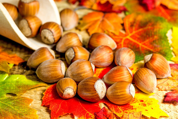 榛子減肥期間可以吃嗎 晚上吃榛子會不會胖 榛子減肥期間可以吃嗎 晚上吃榛子會不會胖