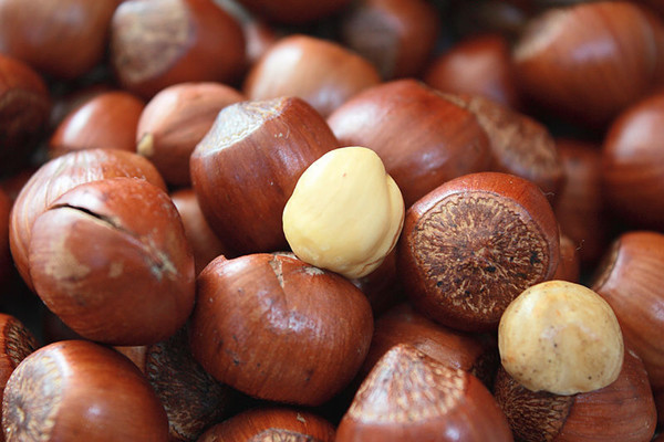 榛子能放冰箱冷凍嗎 炒好的榛子怎么保存 榛子能放冰箱冷凍嗎 炒好的榛子怎么保存