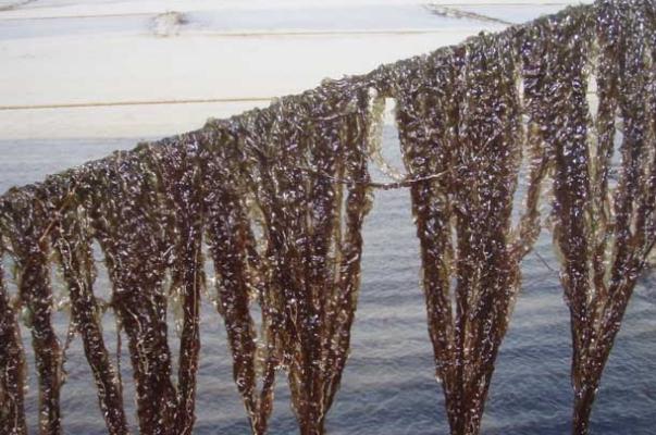 紫菜什么人不合適吃 紫菜和海帶有什么區(qū)別 紫菜什么人不合適吃 紫菜和海帶有什么區(qū)別