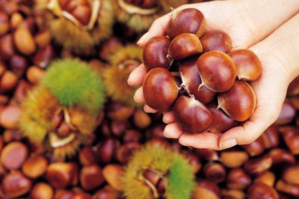 板栗可以放冰箱冷藏嗎 板栗可以放冰箱冷藏多久 板栗可以放冰箱冷藏嗎 板栗可以放冰箱冷藏多久