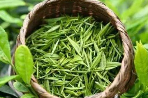 綠茶什么時候喝最好 綠茶什么季節(jié)喝最好 綠茶什么時候喝最好 綠茶什么季節(jié)喝最好