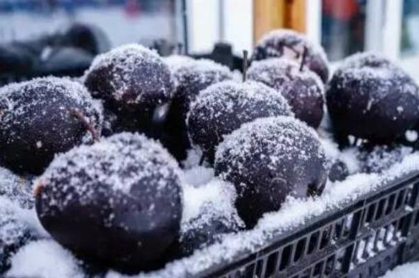 凍梨治咳嗽嗎 凍梨的正確吃法 凍梨治咳嗽嗎 凍梨的正確吃法