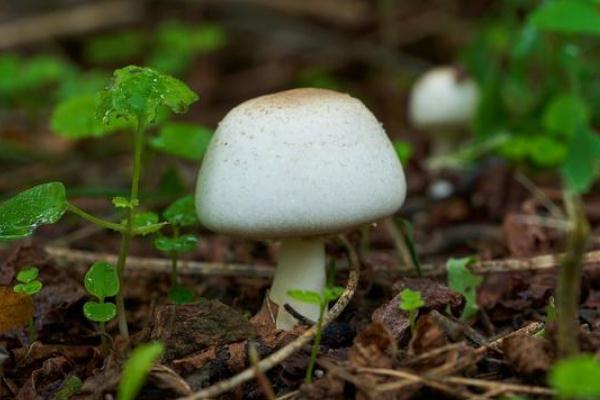 口蘑有斑點(diǎn)還能吃嗎 口蘑有毒性嗎 口蘑有斑點(diǎn)還能吃嗎 口蘑有毒性嗎