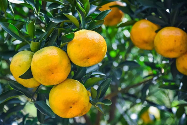 蘆柑吃多了皮膚會變黃嗎 蘆柑對身體有什么好處 蘆柑吃多了皮膚會變黃嗎 蘆柑對身體有什么好處