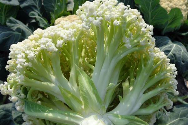 花椰菜的營(yíng)養(yǎng)成分 花椰菜和菜花的區(qū)別 花椰菜的營(yíng)養(yǎng)成分 花椰菜和菜花的區(qū)別