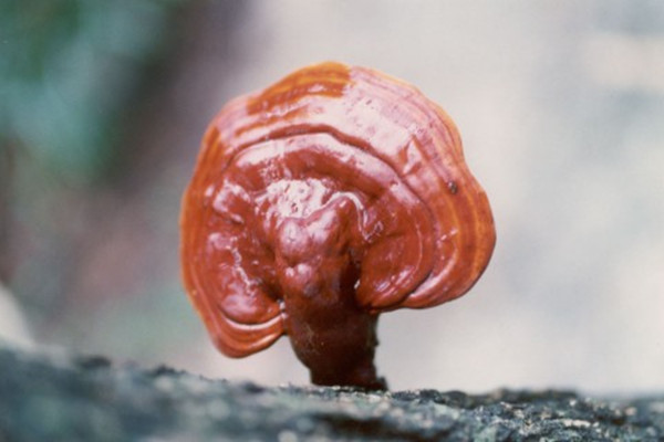靈芝是熱性還是涼性 靈芝是蘑菇的一種嗎 靈芝是熱性還是涼性 靈芝是蘑菇的一種嗎