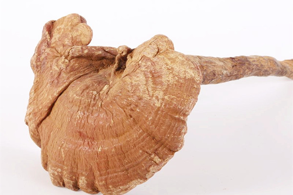 靈芝是熱性還是涼性 靈芝是蘑菇的一種嗎 靈芝是熱性還是涼性 靈芝是蘑菇的一種嗎