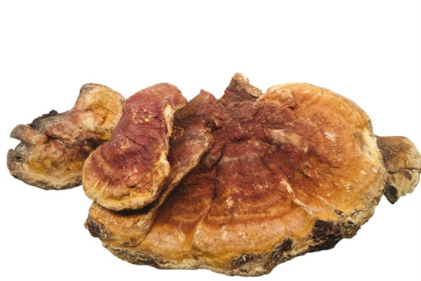 靈芝泡水可以隔夜喝嗎 靈芝泡水能連續(xù)泡幾天嗎 靈芝泡水可以隔夜喝嗎 靈芝泡水能連續(xù)泡幾天嗎