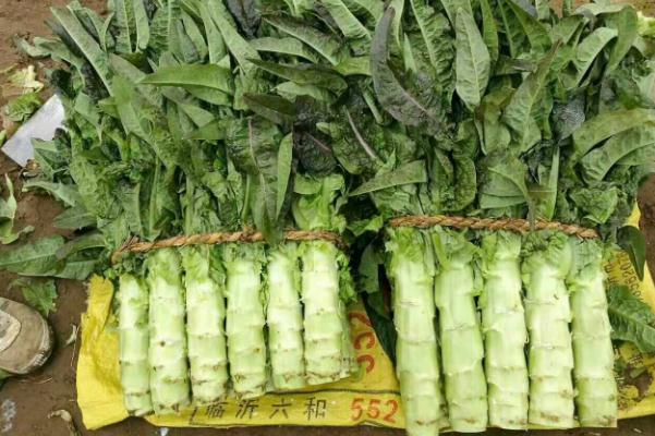 萵苣是感光食物嗎 萵苣是萵筍嗎 萵苣是感光食物嗎 萵苣是萵筍嗎