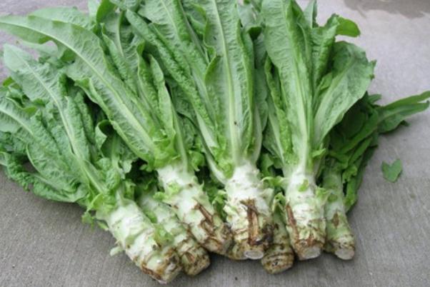 萵筍孕婦可以吃嗎 萵筍孕婦吃的有好處嗎 萵筍孕婦可以吃嗎 萵筍孕婦吃的有好處嗎