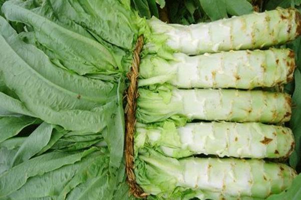 萵苣要煮多久 萵苣要削皮嗎 萵苣要煮多久 萵苣要削皮嗎