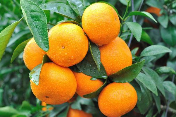 沃柑有籽嗎 沃柑的籽能吃嗎 沃柑有籽嗎 沃柑的籽能吃嗎