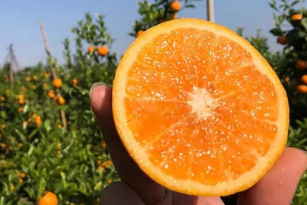 沃柑有籽嗎 沃柑的籽能吃嗎 沃柑有籽嗎 沃柑的籽能吃嗎