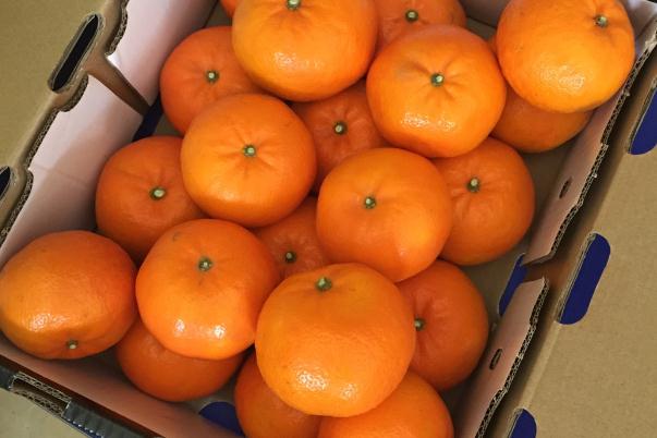 沃柑和皇帝柑什么區(qū)別 沃柑的熱量 沃柑和皇帝柑什么區(qū)別 沃柑的熱量