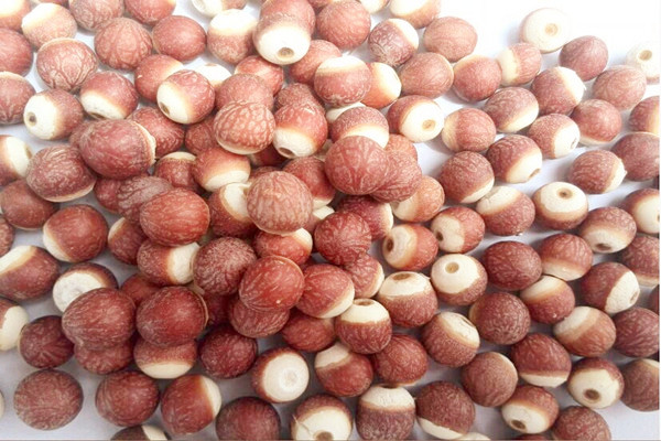 芡實(shí)能空腹吃嗎 芡實(shí)晚上可以吃嗎 芡實(shí)能空腹吃嗎 芡實(shí)晚上可以吃嗎